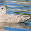 Thayer's Gull